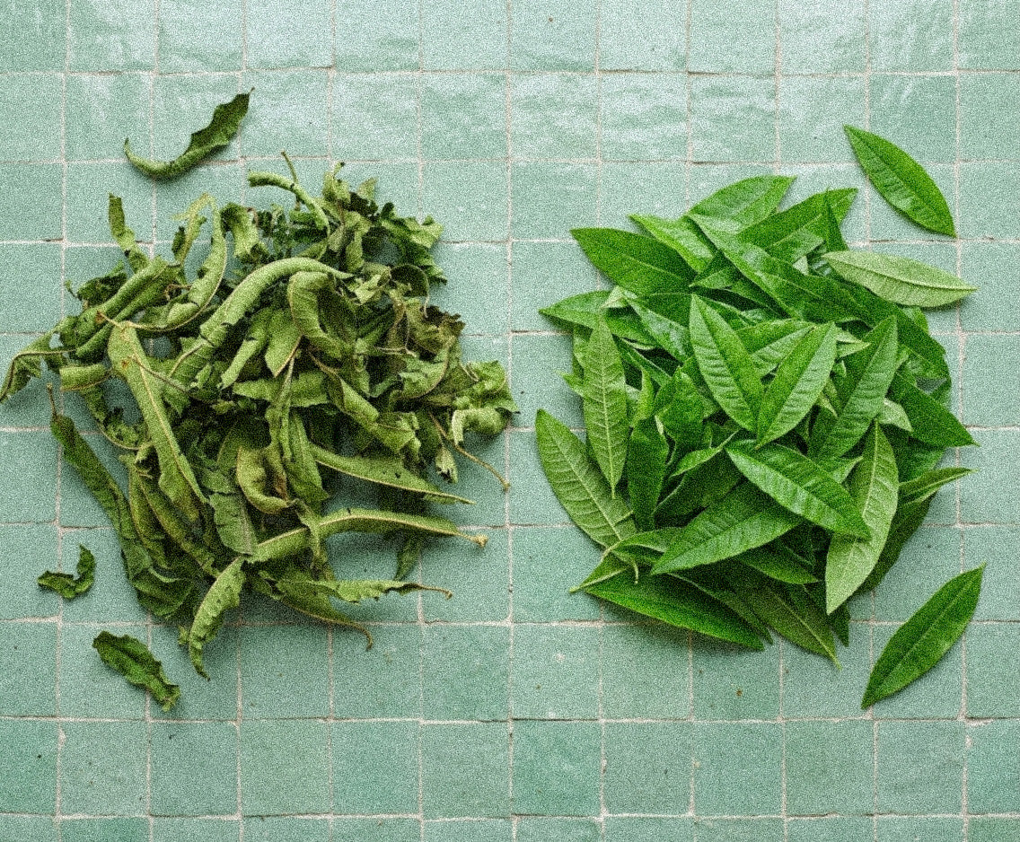 La louiza : la verveine citronnée des infusions nord-africaines