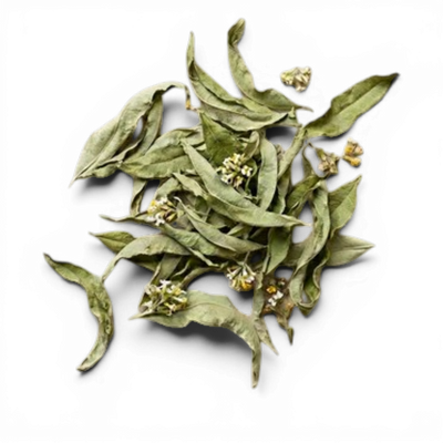 Verveine citronnée
