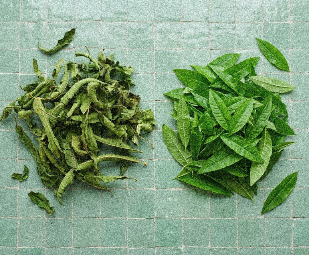 La louiza : la verveine citronnée des infusions nord-africaines