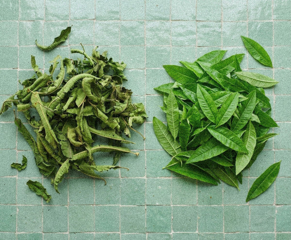 La louiza : la verveine citronnée des infusions nord-africaines